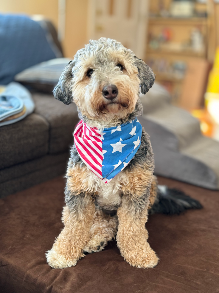 Small Mini Bernedoodle Pup