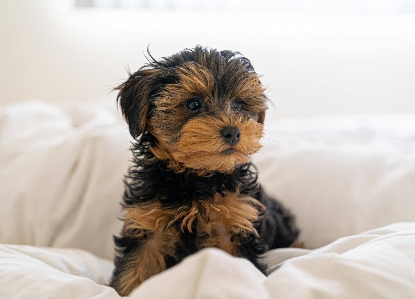 Best Yorkie Poo Baby