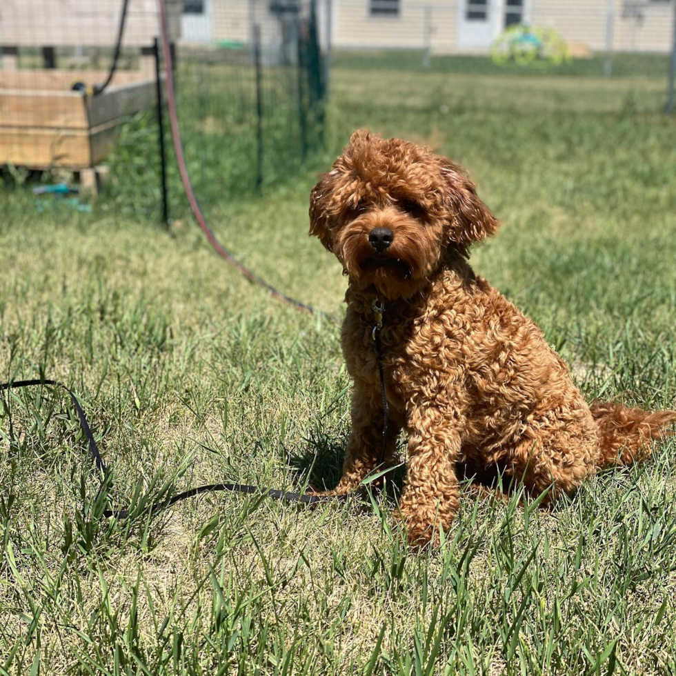 Adorable Cockerpoo Poodle Mix Pup