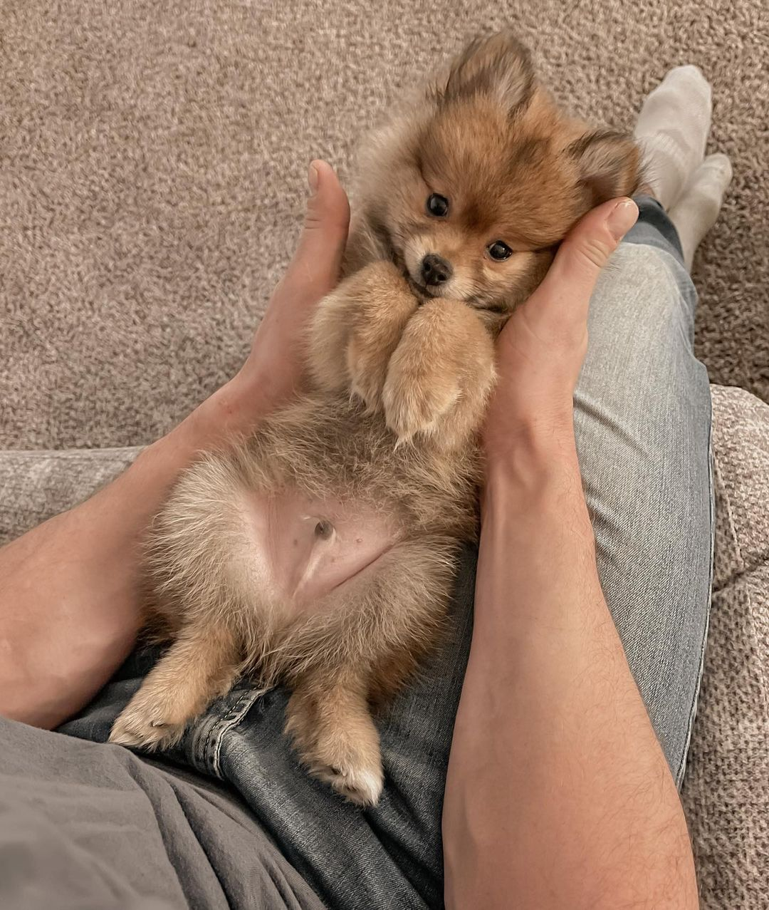 Adorable Pomeranian Purebred Puppy