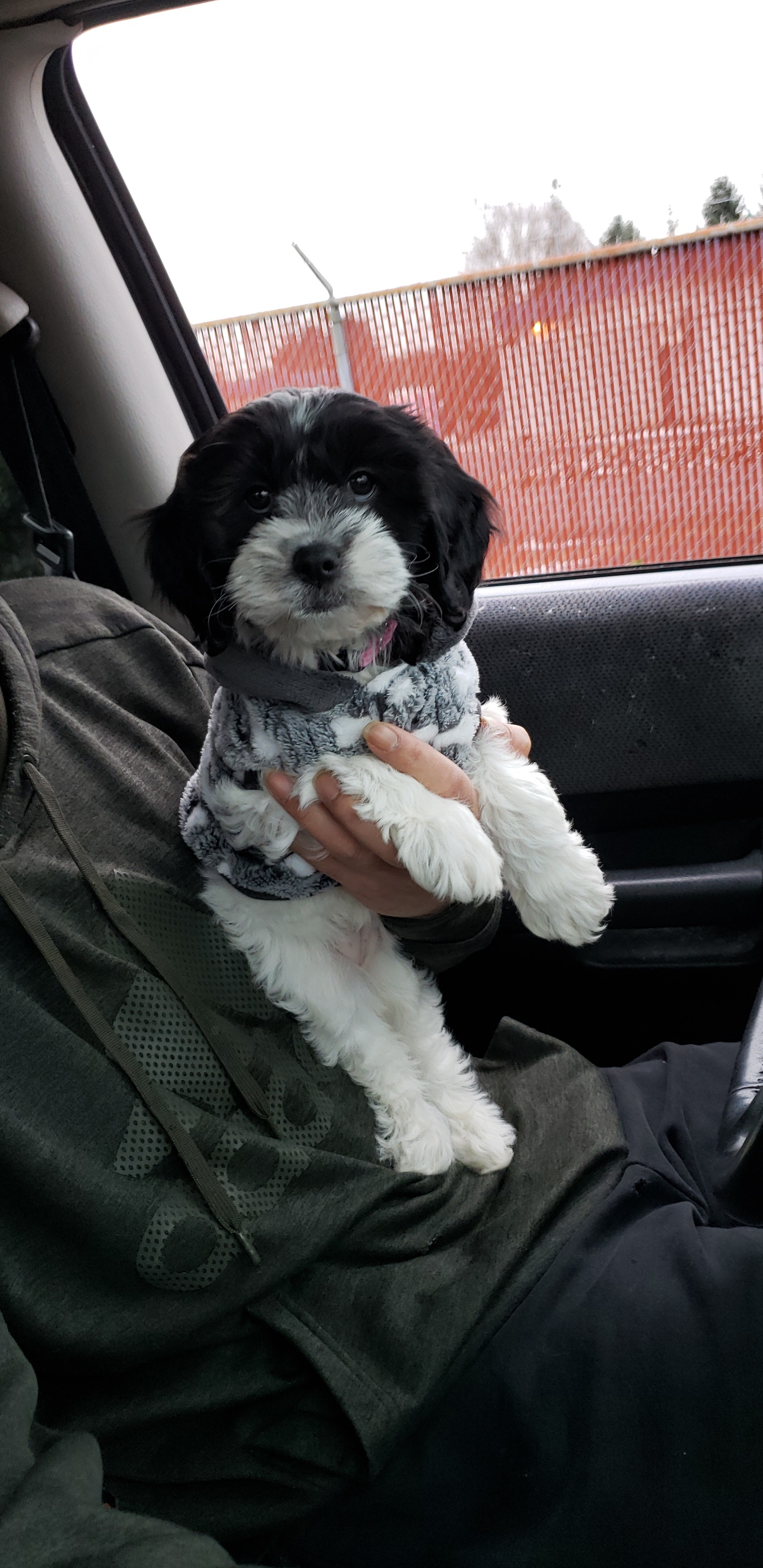 Best Cavapoo Baby