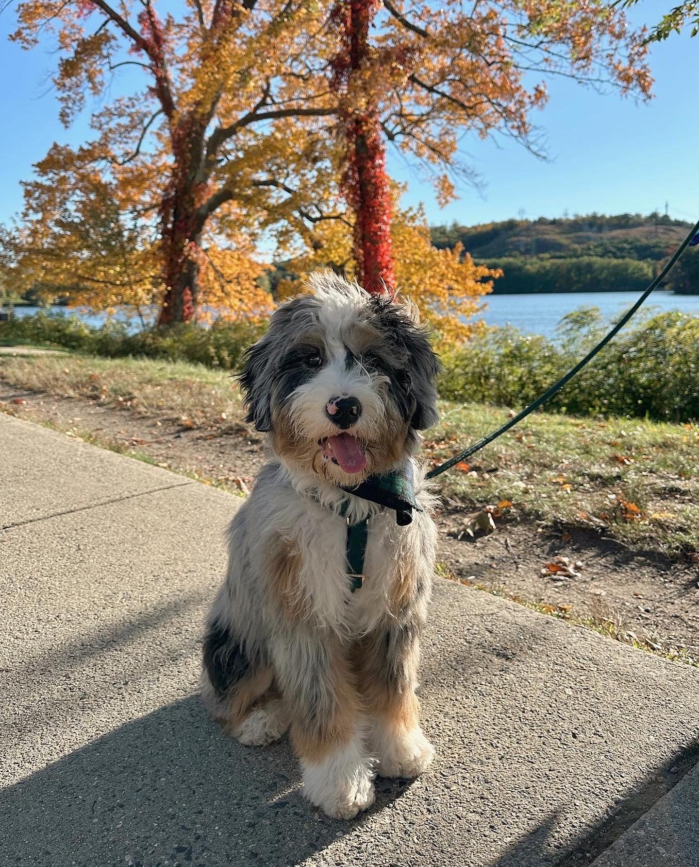 Mini Bernedoodle Pup Being Cute