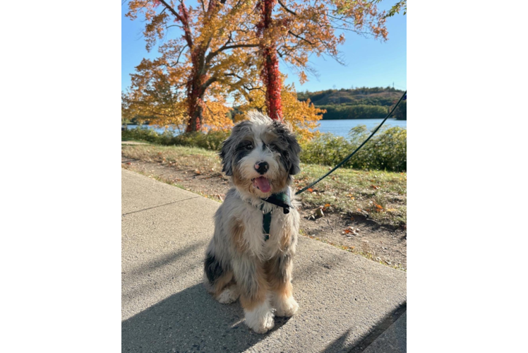 Mini Bernedoodle Pup Being Cute
