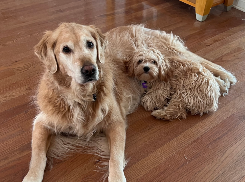 Small Cavachon Pup in