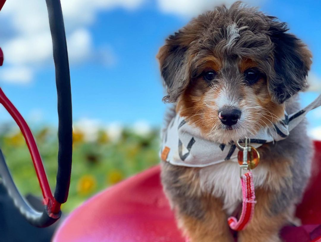 Adorable Mini Berniedoodle Poodle Mix Puppy
