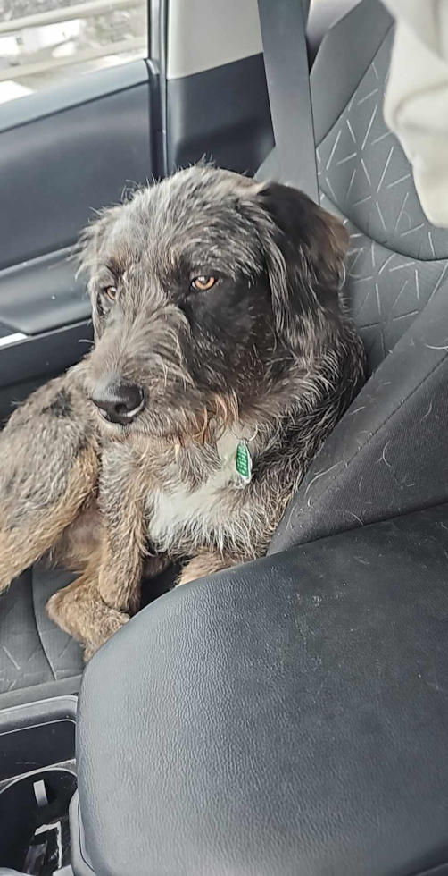 Mini Labradoodle Being Cute