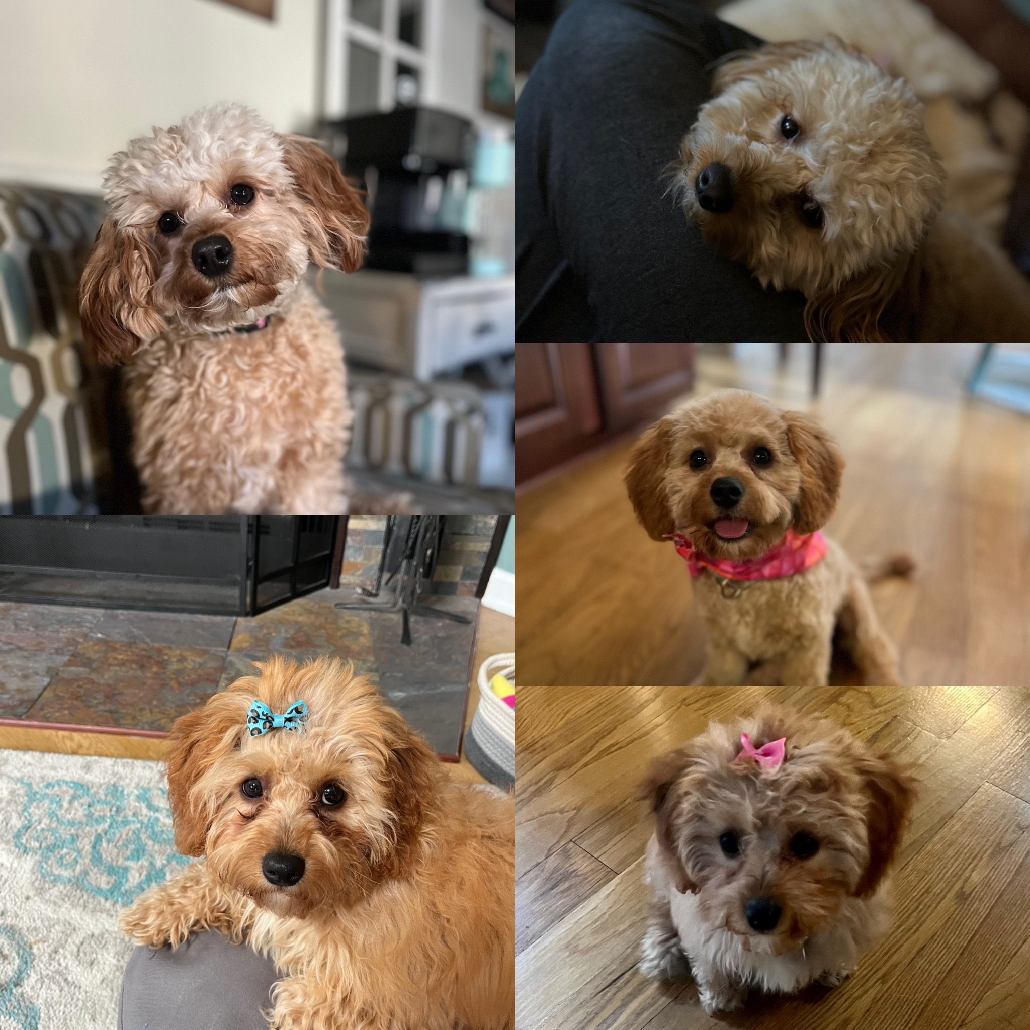 Playful Cavoodle Poodle Mix Puppy