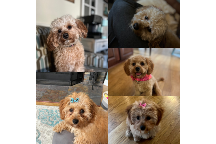 Playful Cavoodle Poodle Mix Puppy