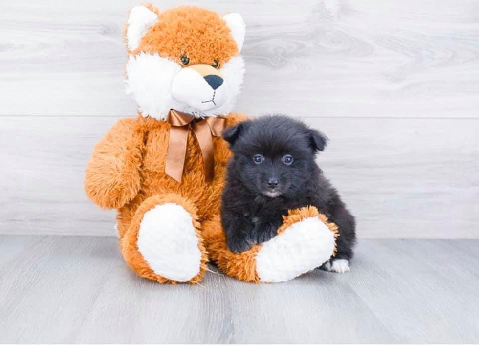 Happy Pomeranian Pup in