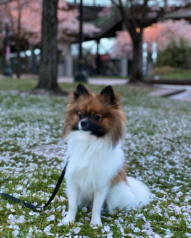 Playful Pomeranian Purebred Pup
