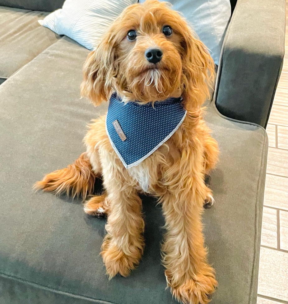 Fluffy Cavapoo Poodle Mix Pup