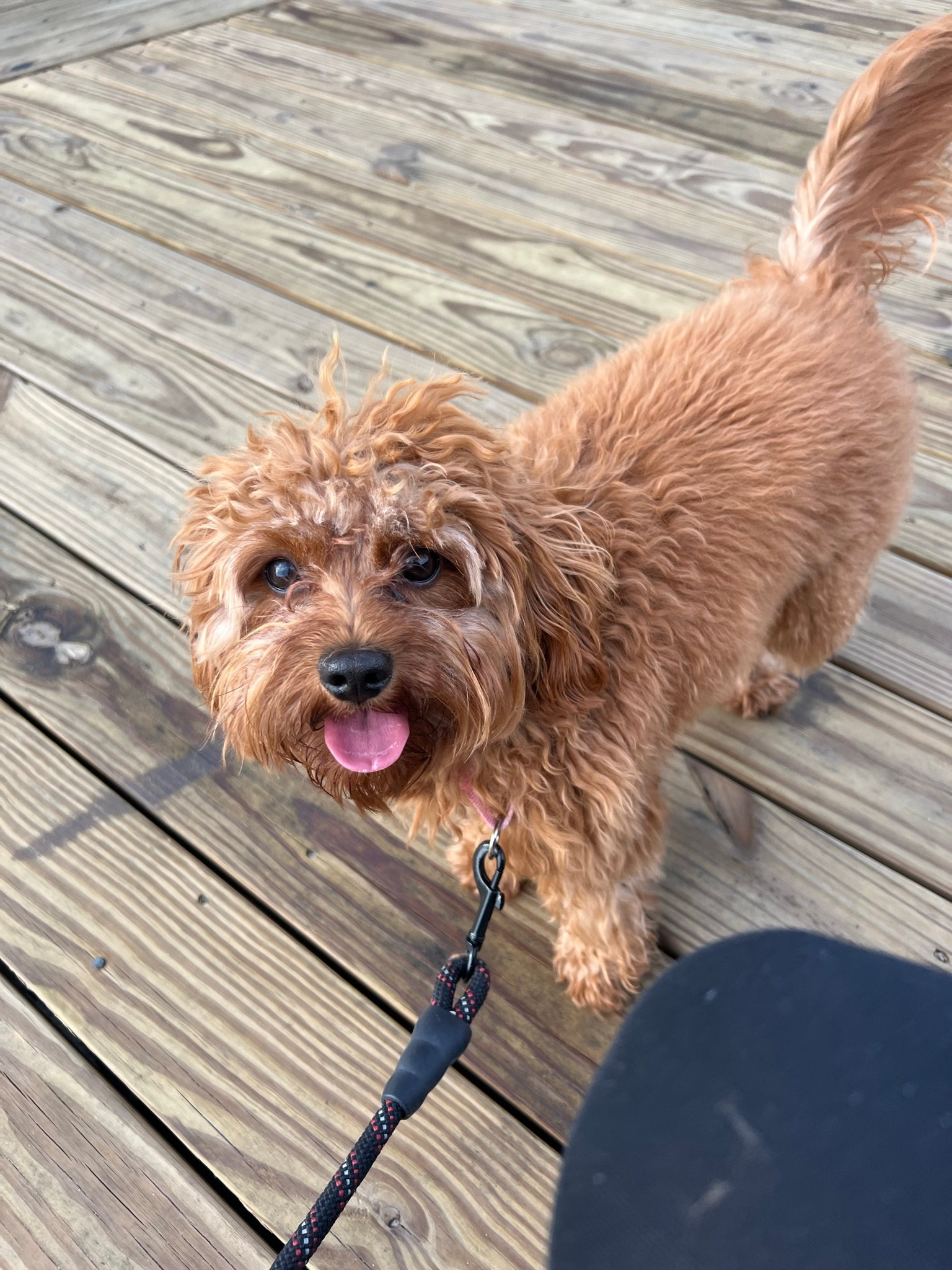 Hypoallergenic Cavoodle Poodle Mix Puppy