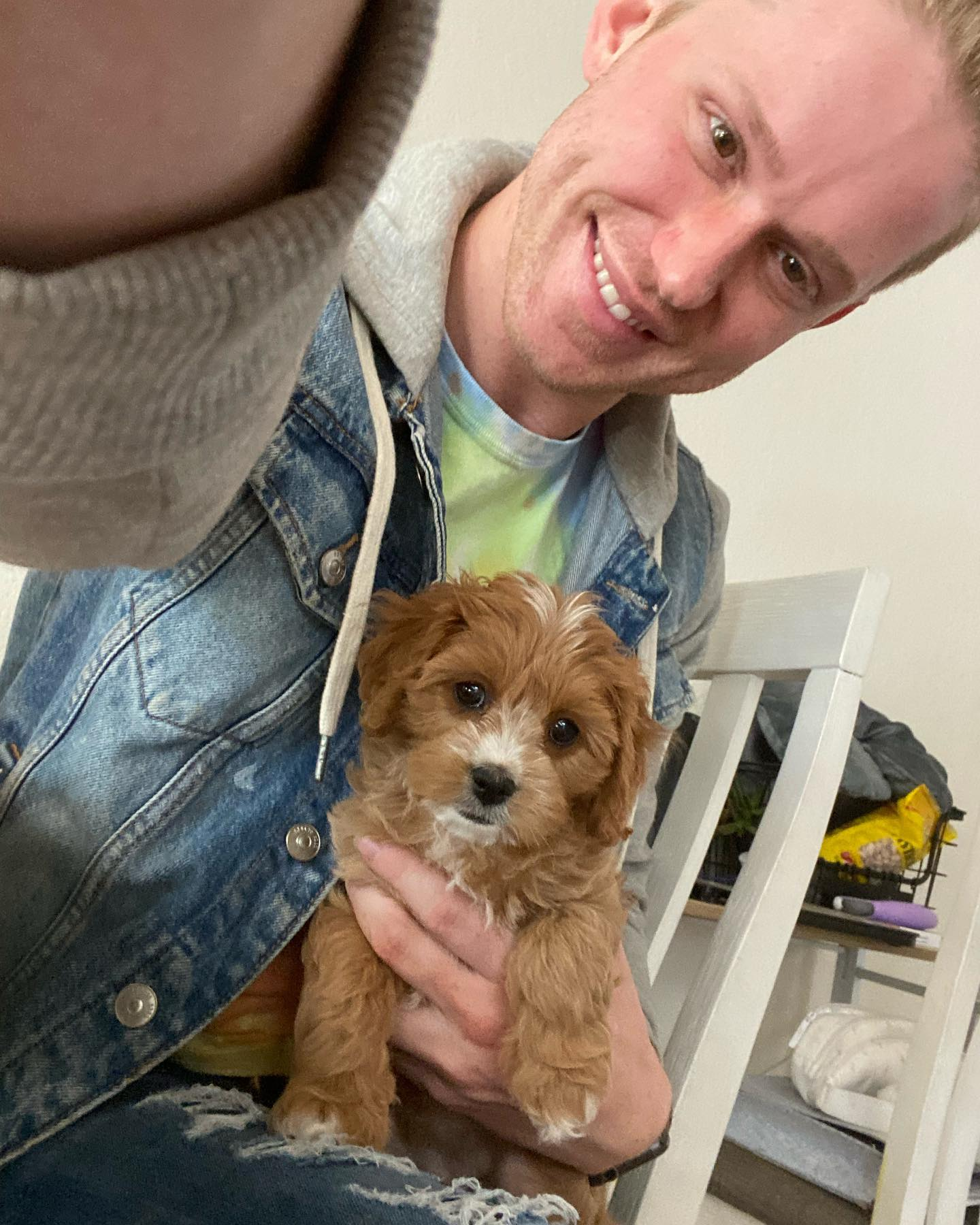 Best Cavapoo Baby