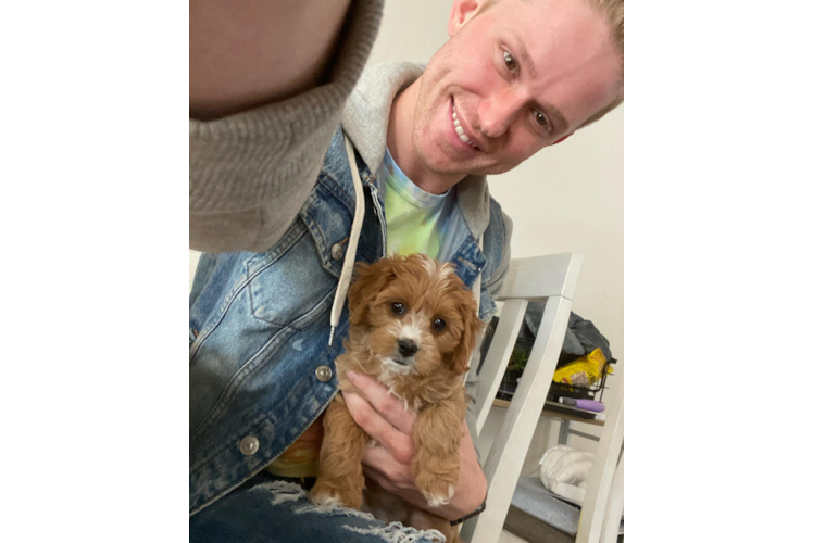 Best Cavapoo Baby