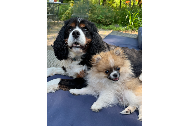 Best Pomeranian Baby