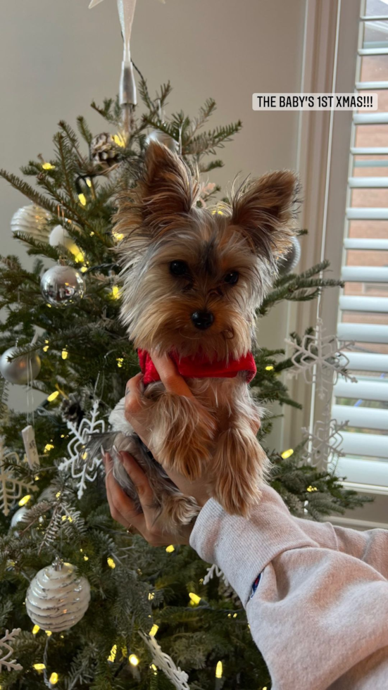 Playful Yorkshire Terrier Pup