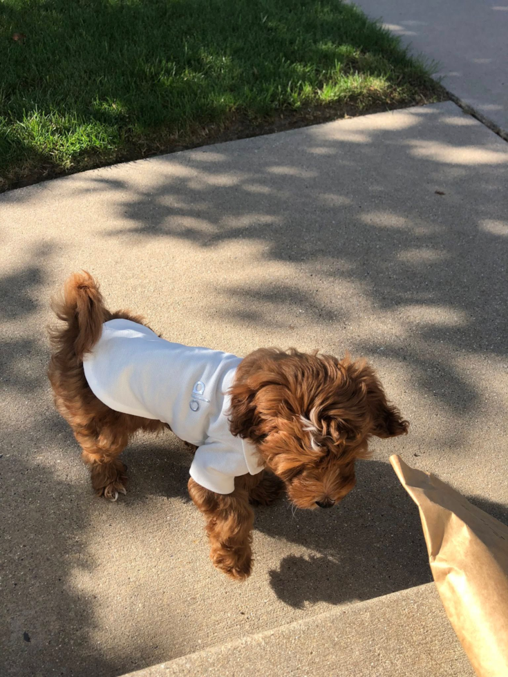 Mini Irish Doodle Pup