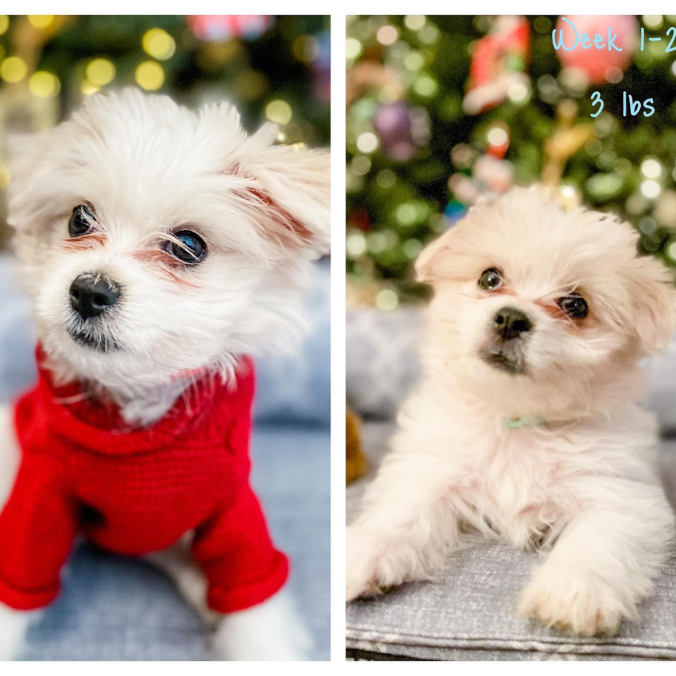 Little Shit Designer Pup