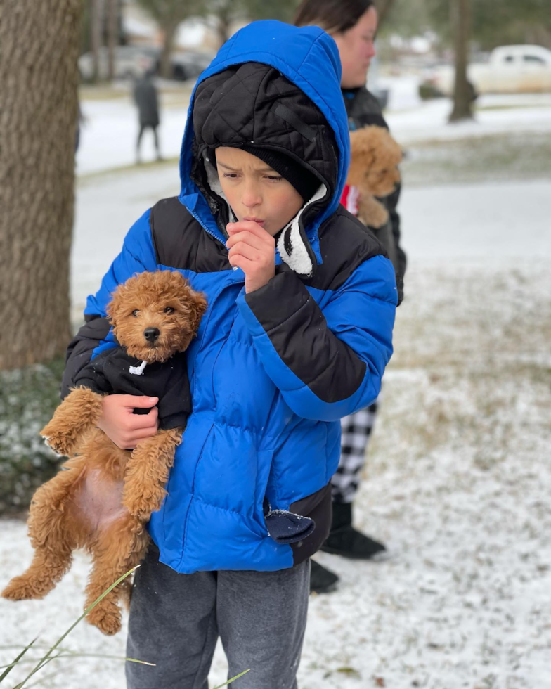 Petite Mini Goldendoodle Poodle Mix Pup