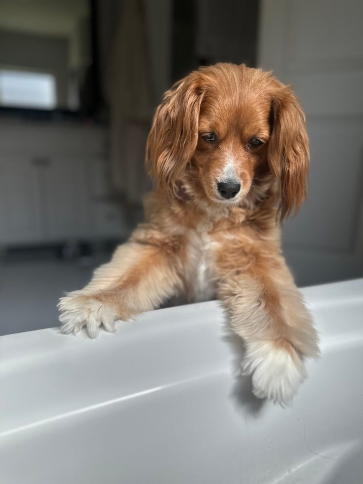 Little Cavipoo Poodle Mix Pup