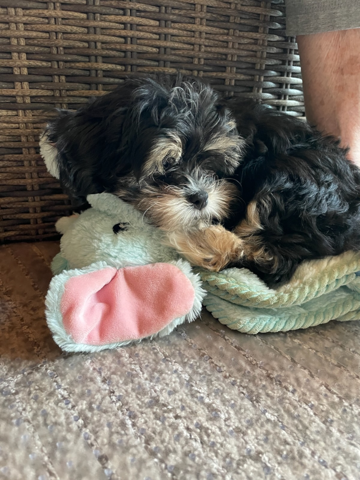 Cute Shih Poo Pup in
