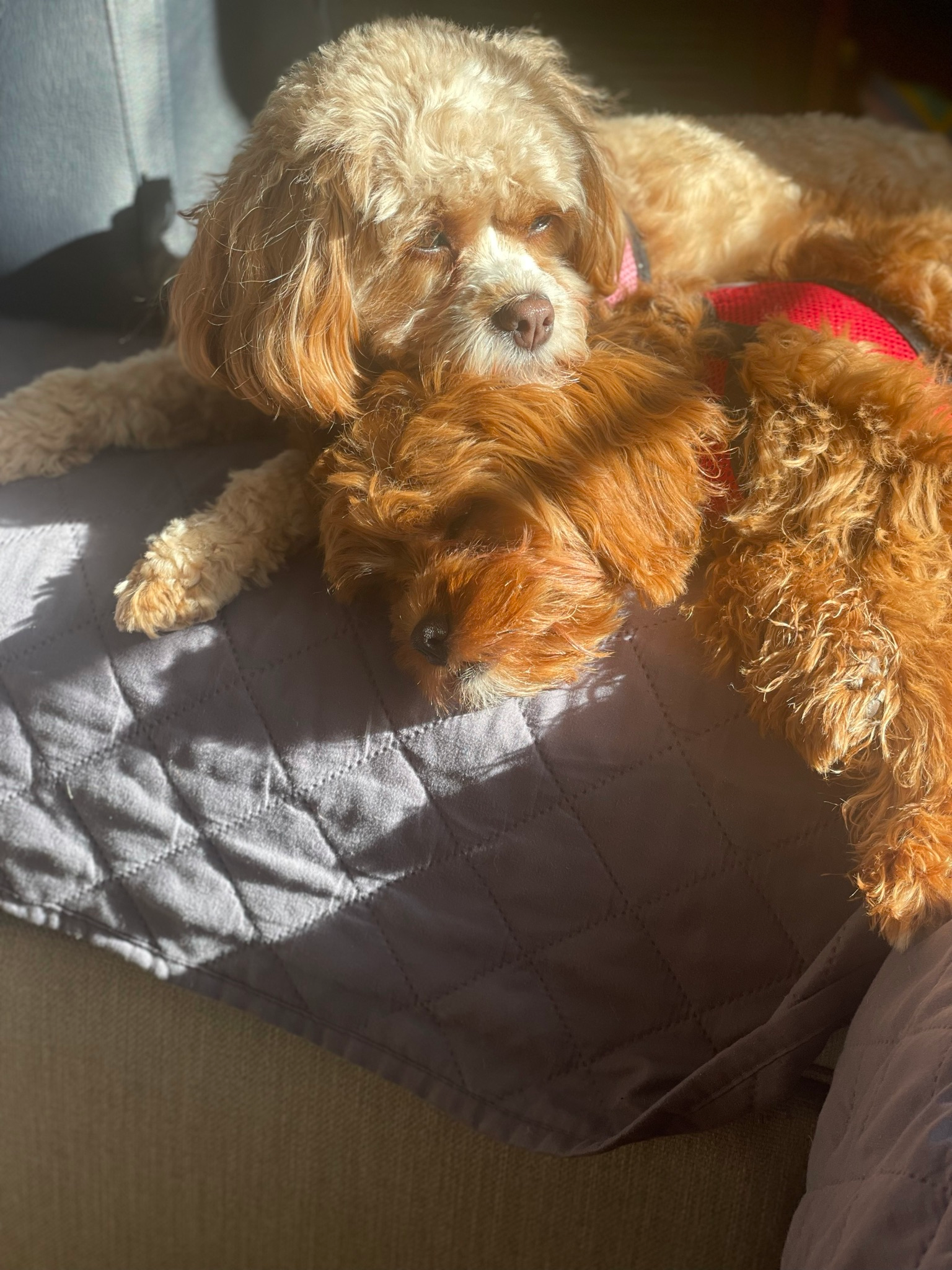 Small Cavapoo Baby