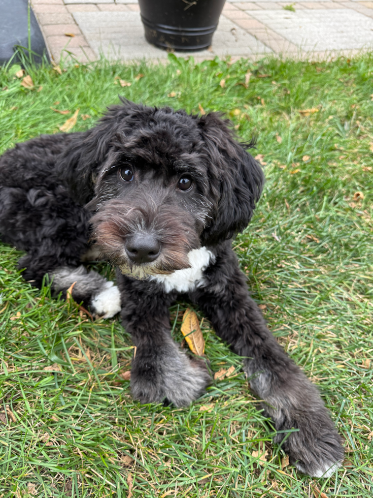 Fluffy Mini Bernedoodle Poodle Mix Pup