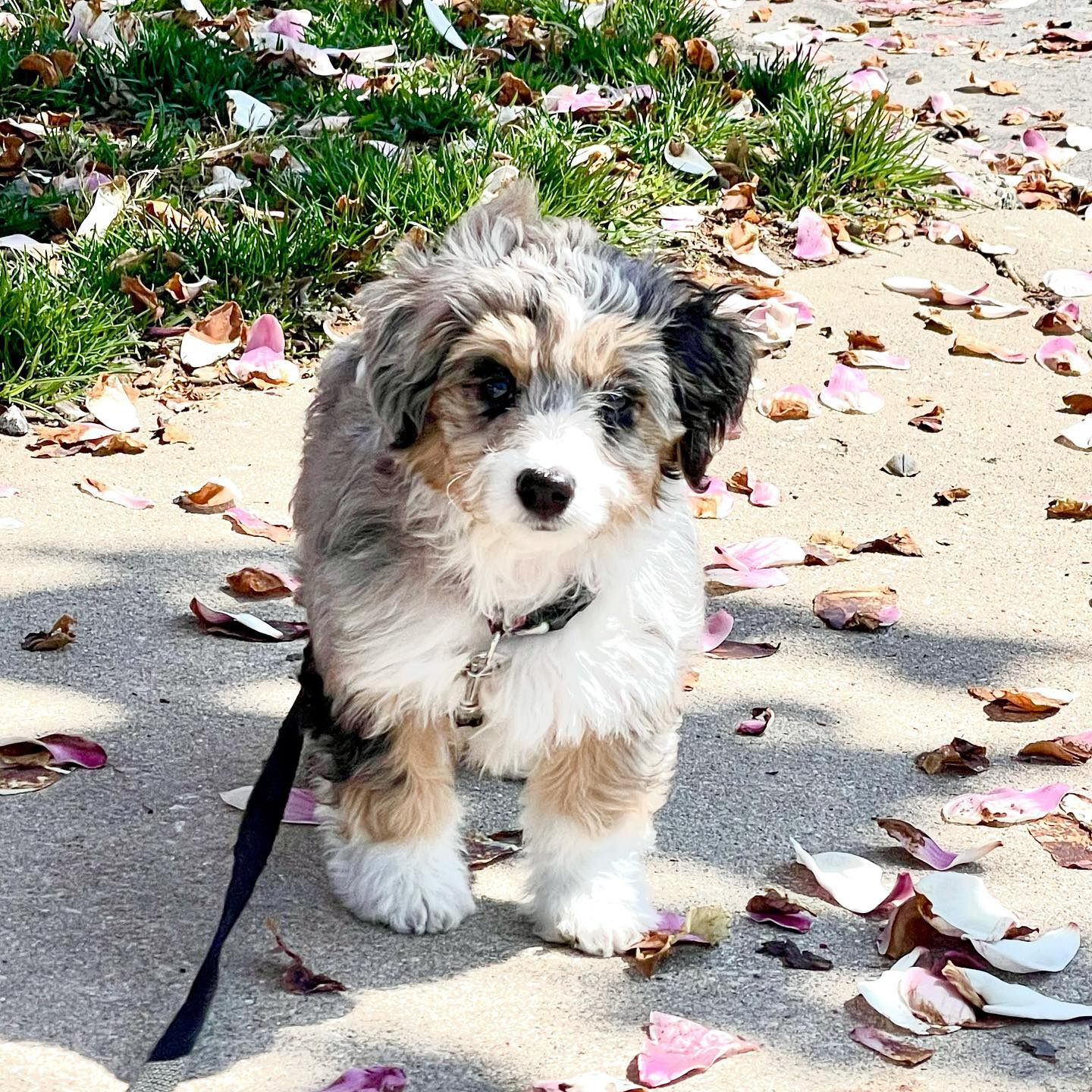Best Aussiechon Baby