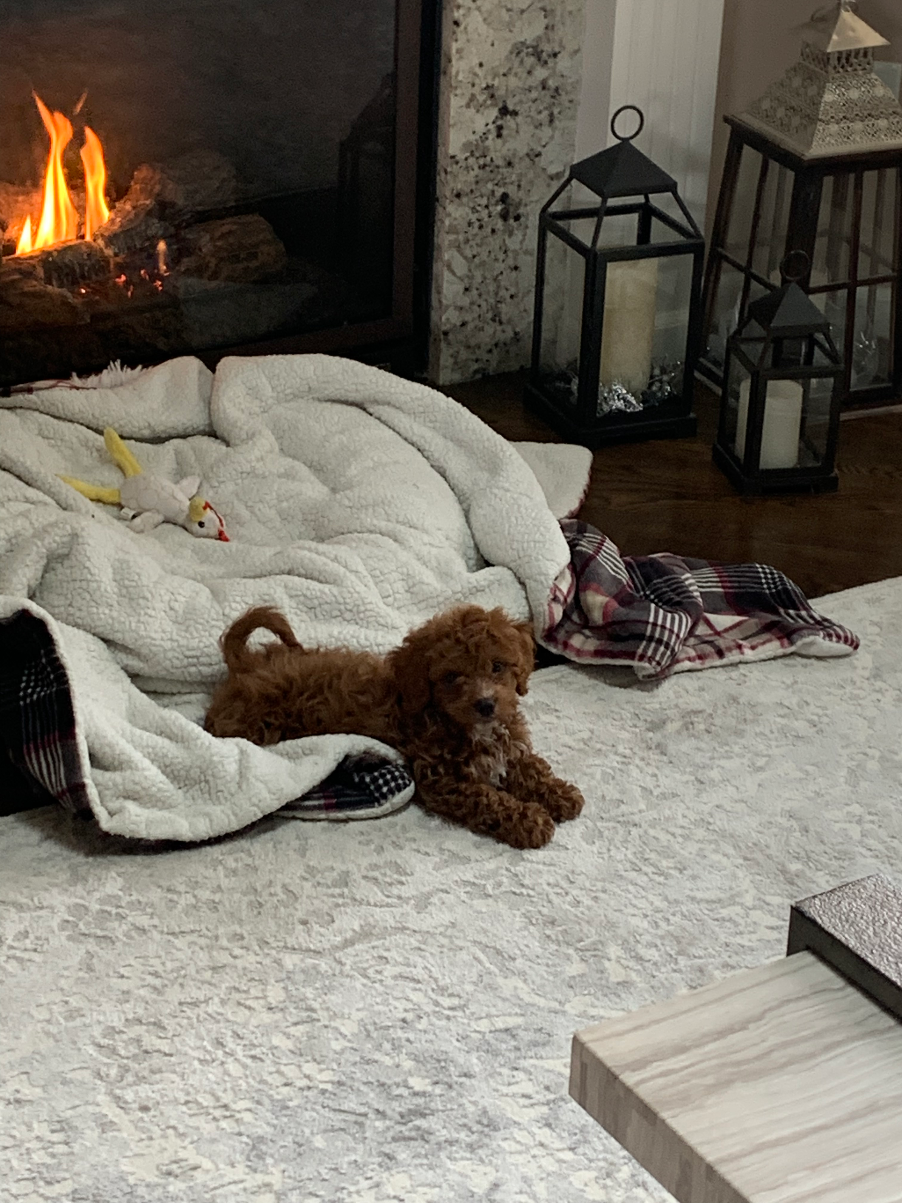 Best Cavapoo Baby