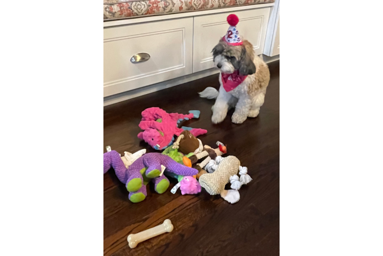 Cavapoo Puppy for Adoption