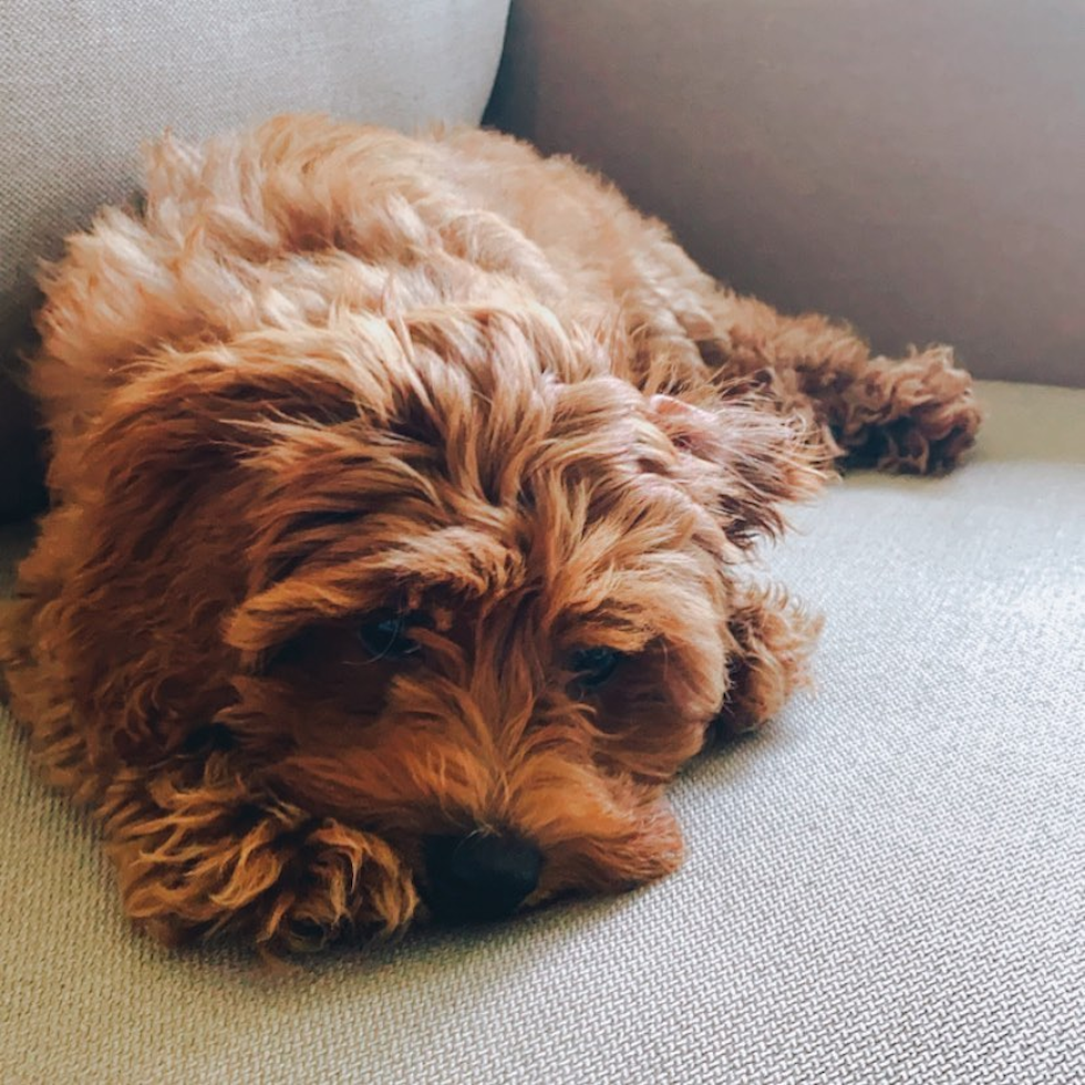 Happy Cockapoo Pup in Covington KY