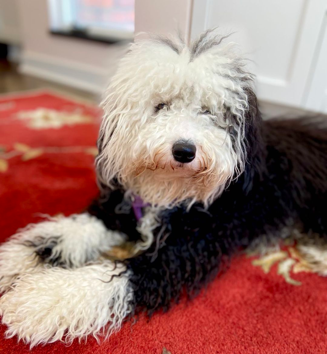 Mini Sheepadoodle Pup Being Cute