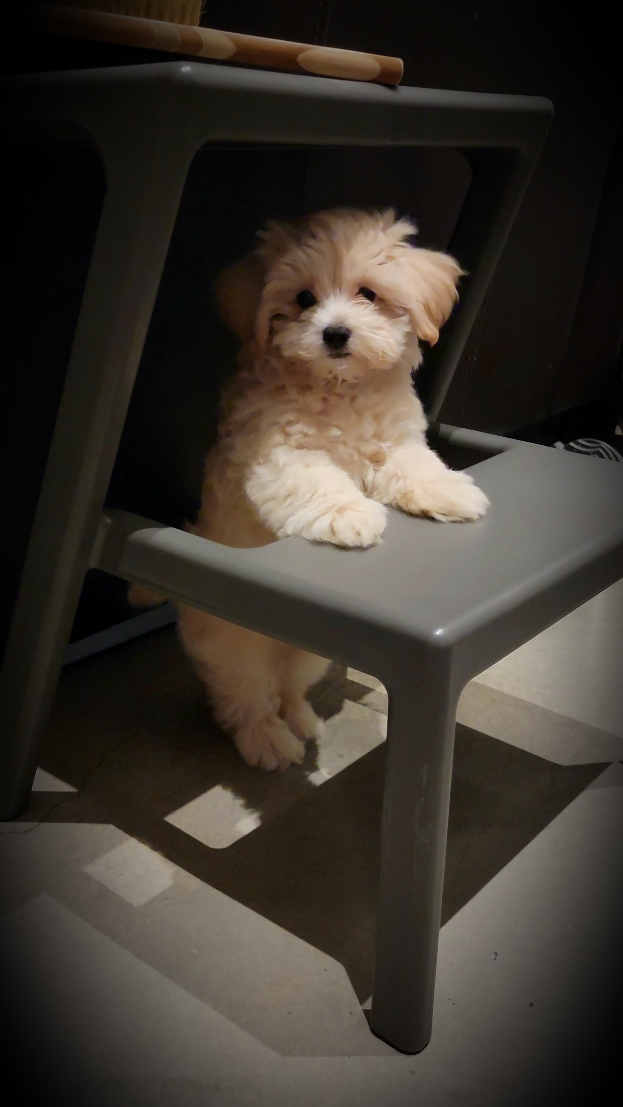 Sweet Maltipoo Baby