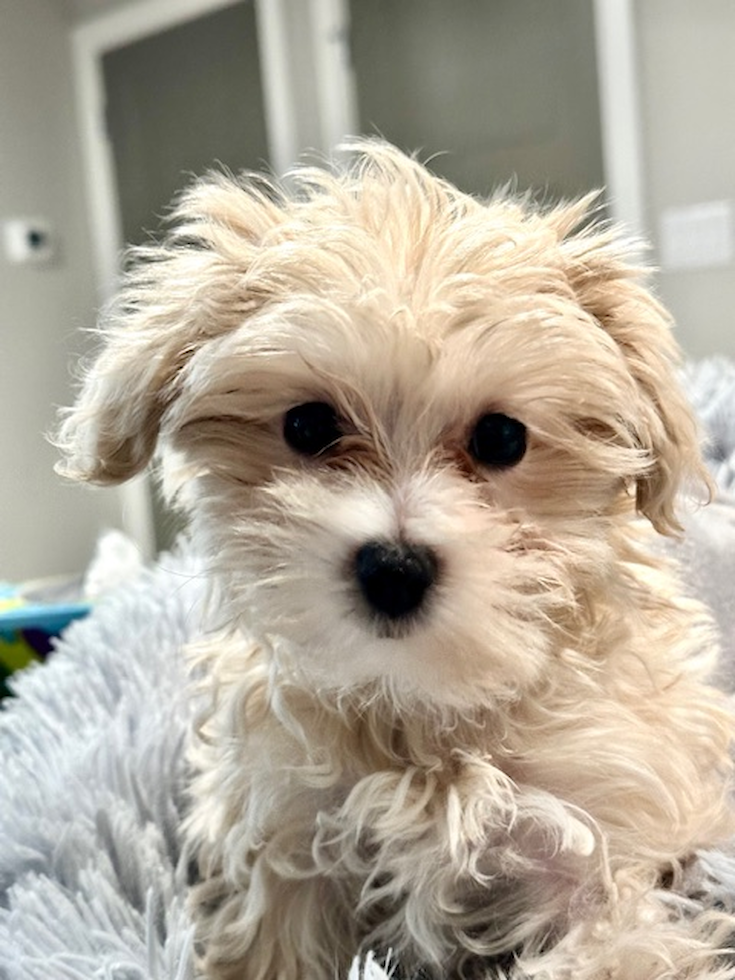 Fluffy Maltipoo Poodle Mix Pup