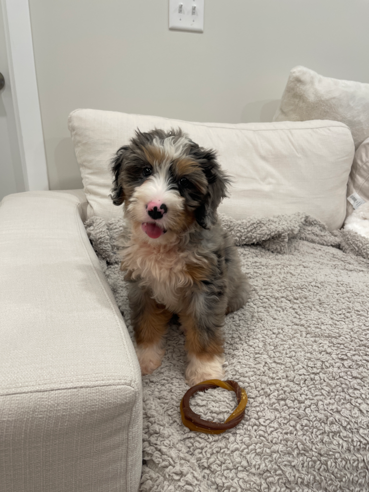 Mini Bernedoodle Pup