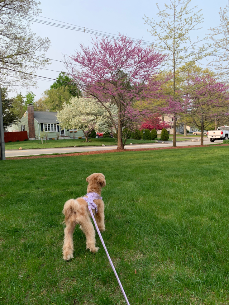 Friendly Maltipoo Pup