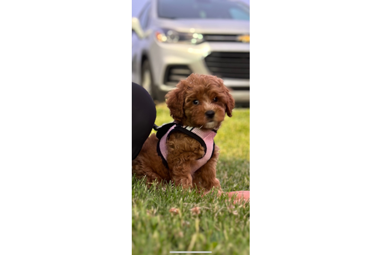 Hypoallergenic Cavoodle Poodle Mix Puppy
