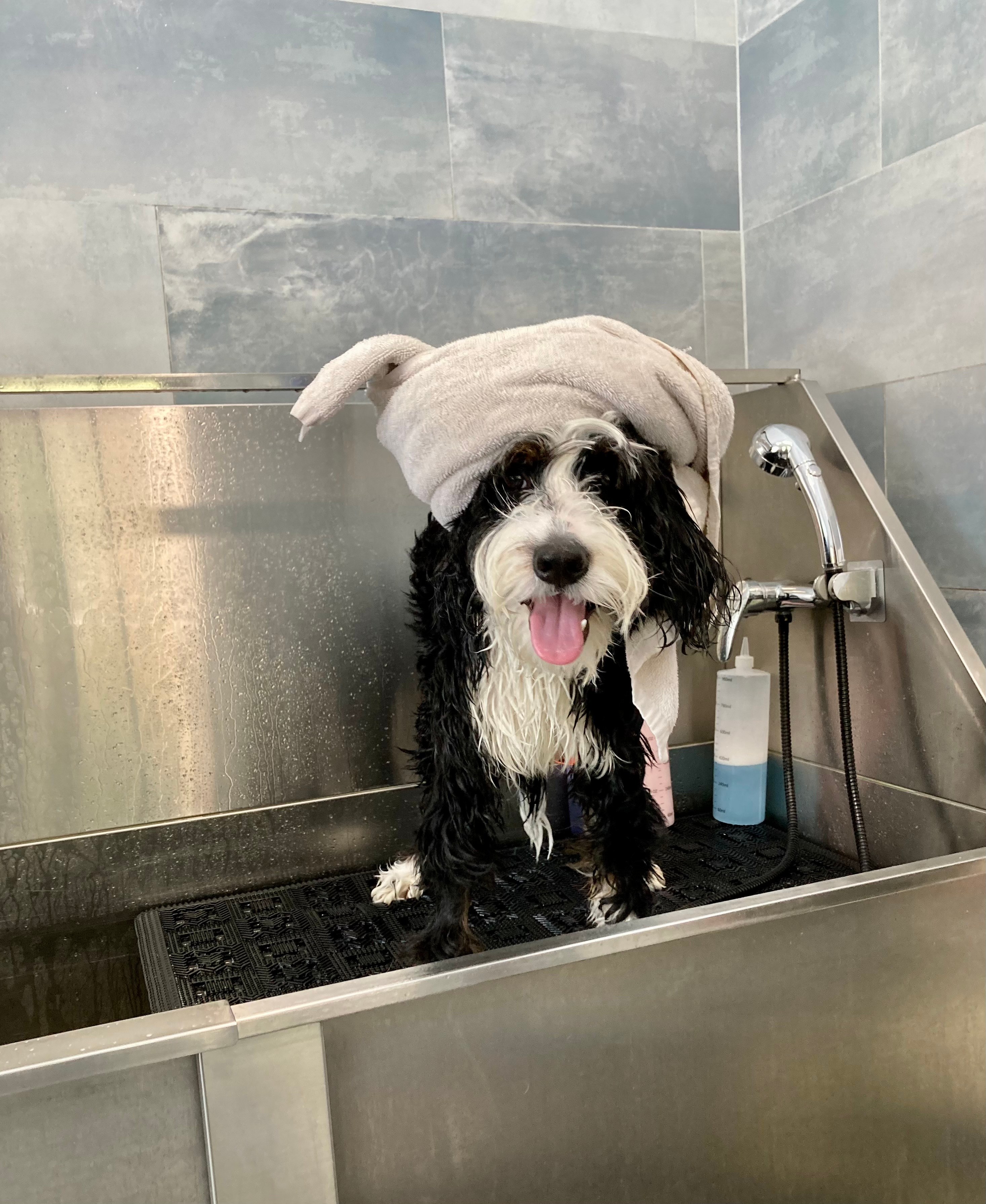 Playful Mini Berniedoodle Poodle Mix Puppy