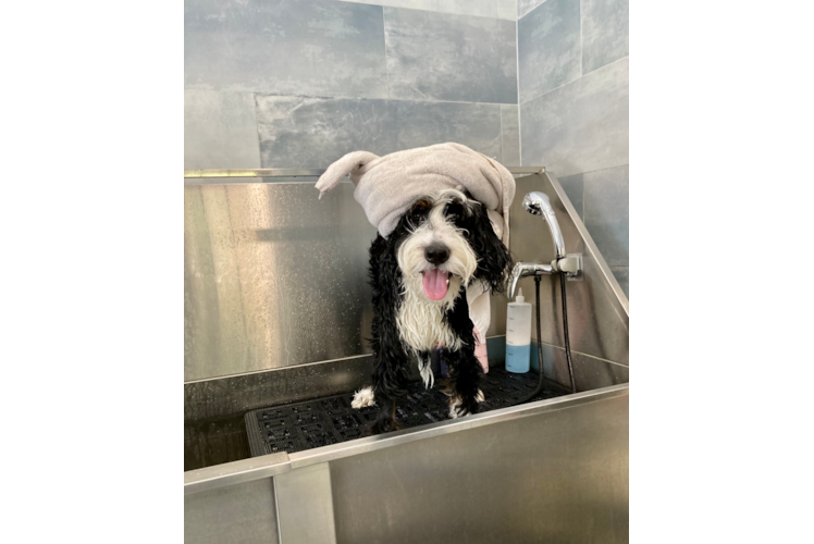 Playful Mini Berniedoodle Poodle Mix Puppy