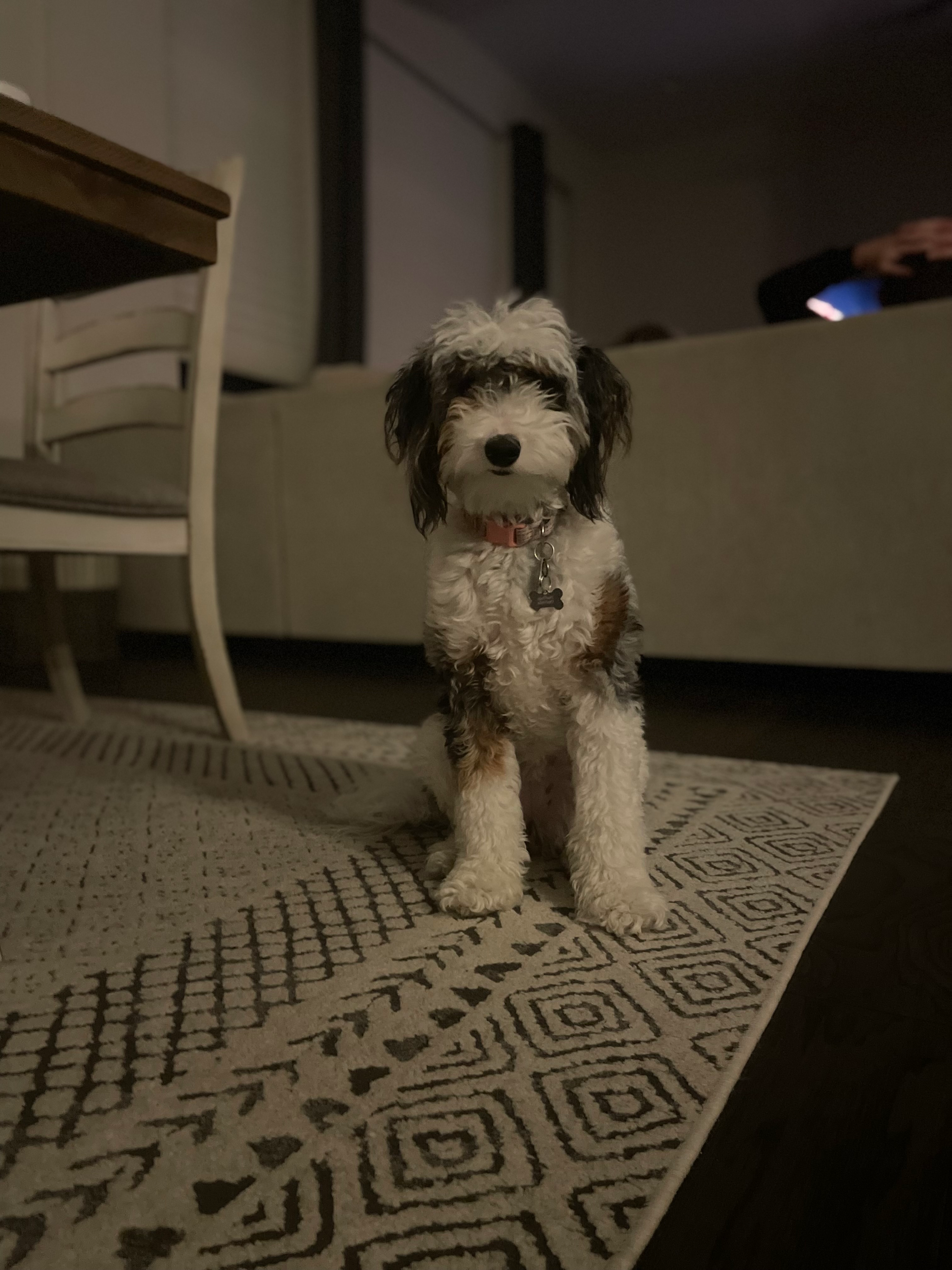 Best Mini Sheepadoodle Baby