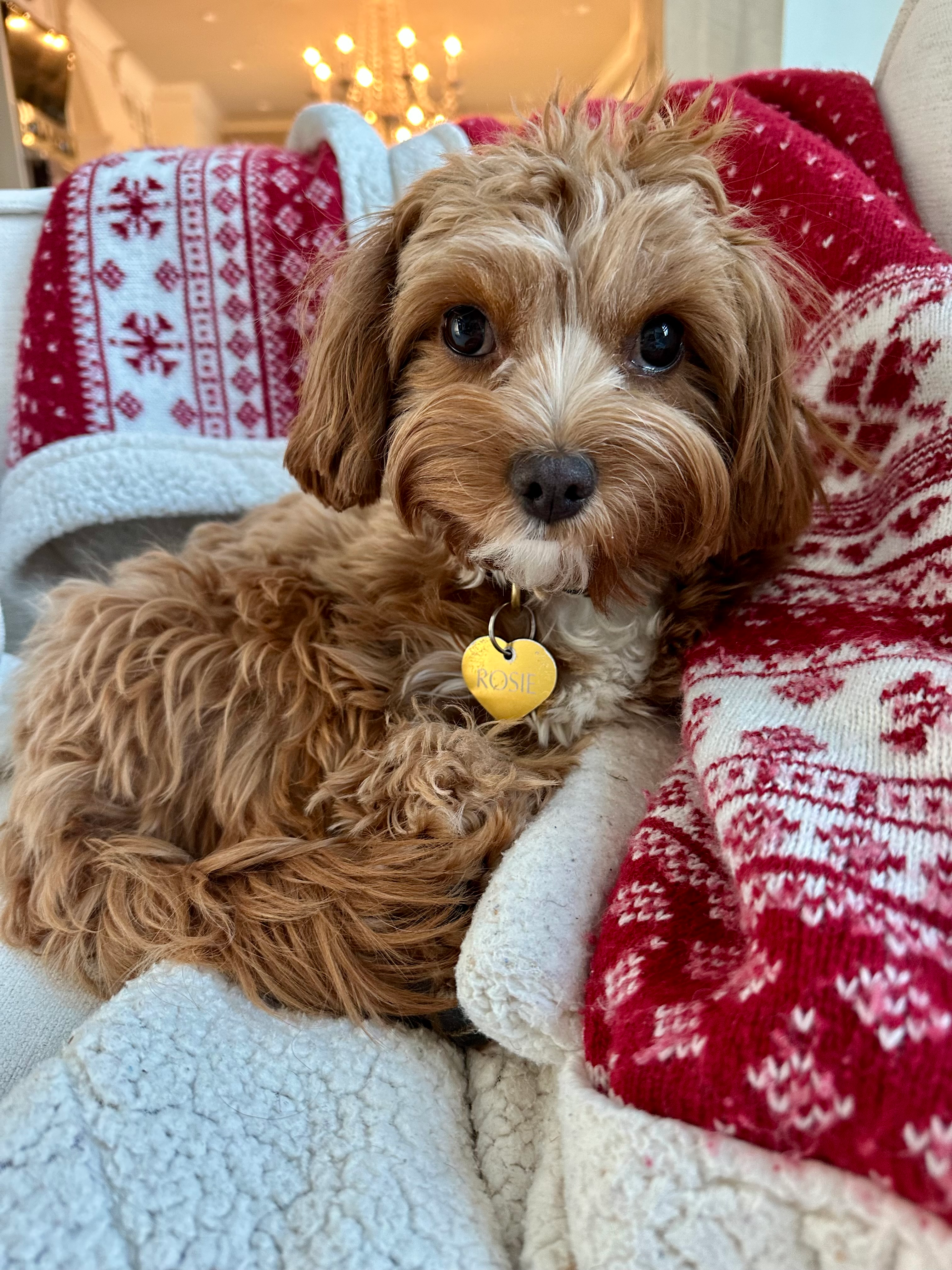 Friendly Cavapoo Baby