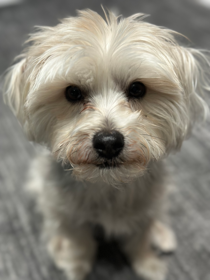 Hypoallergenic Yorkie Designer Pup