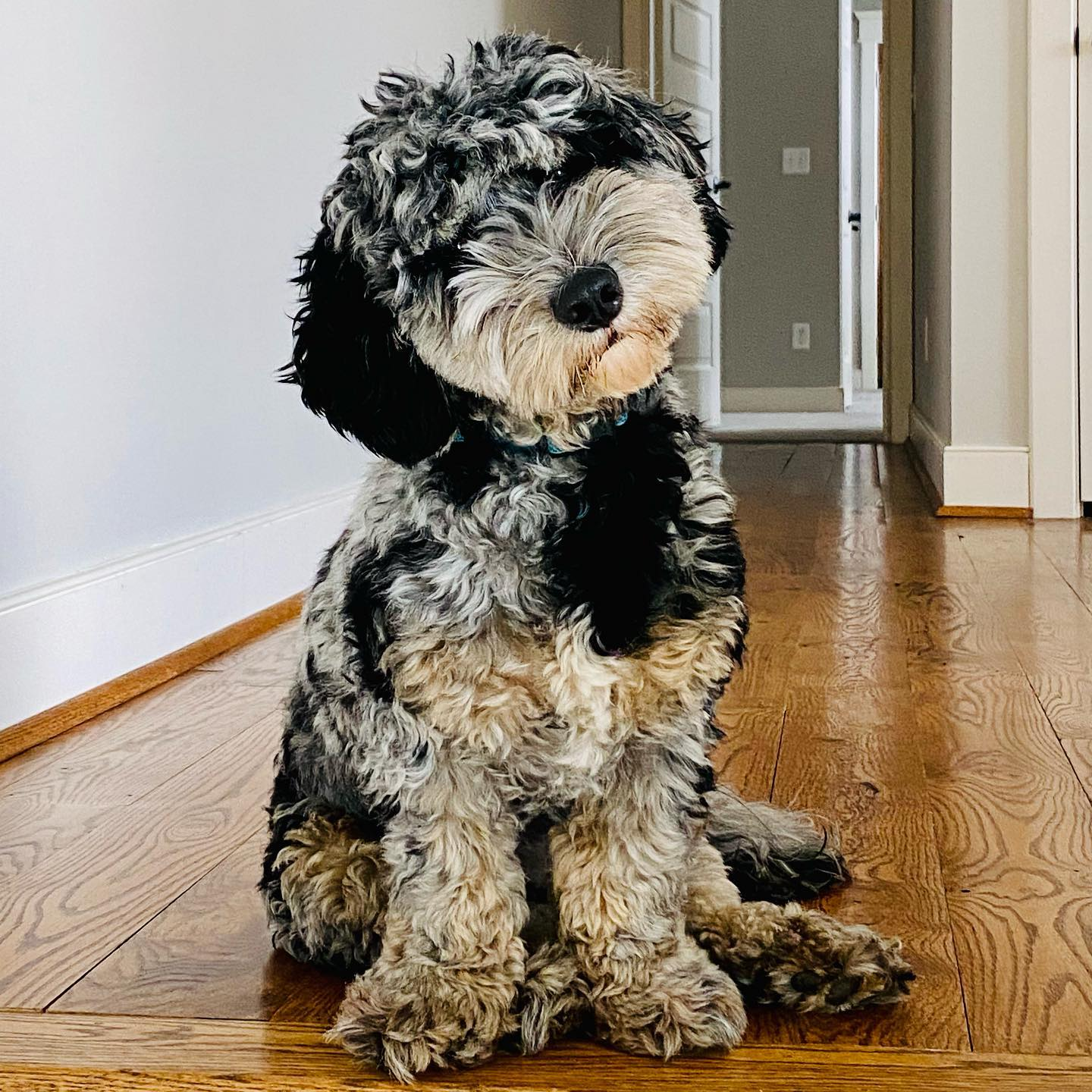 Mini Sheepadoodle Puppy for Adoption