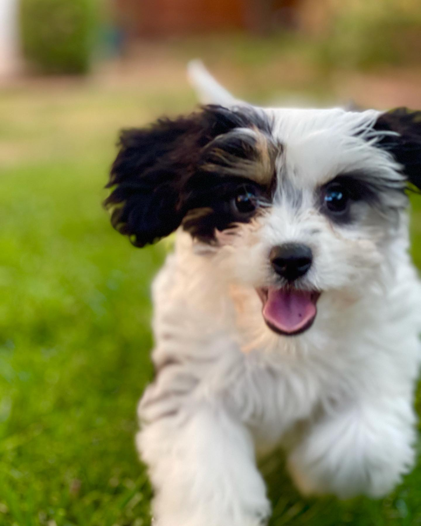Petite Cavachon Designer Pup