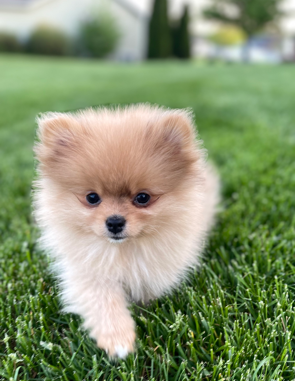 Hypoallergenic Pomeranian Baby