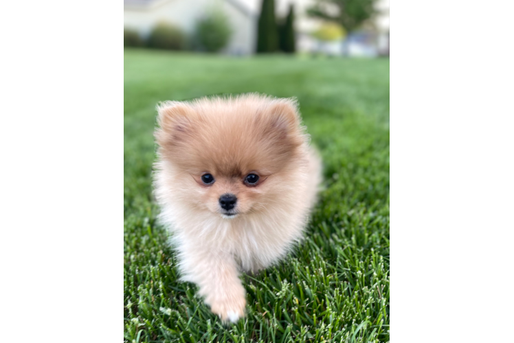 Hypoallergenic Pomeranian Baby