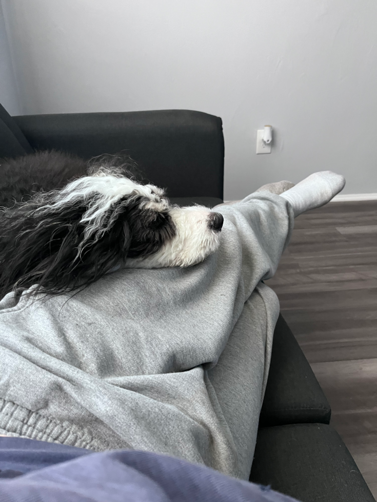 Sweet Mini Bernedoodle Pup