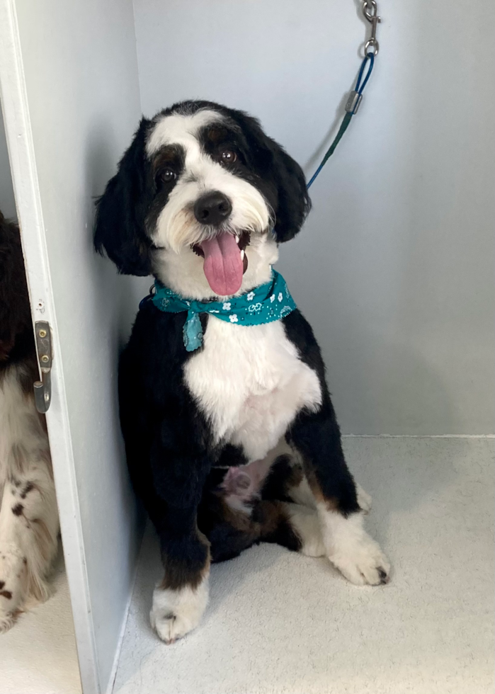 Mini Bernedoodle Pup