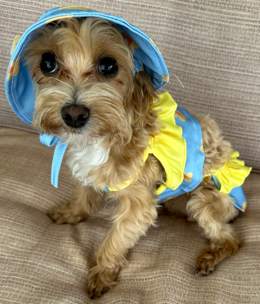 Hypoallergenic Maltidoodle Poodle Mix Pup