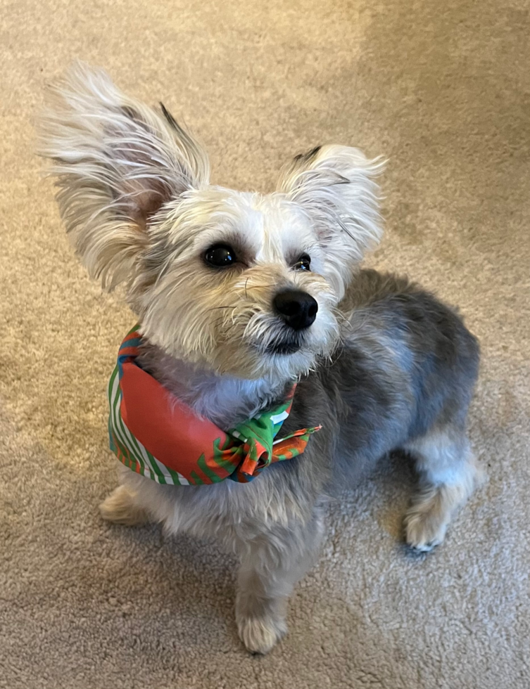 Smart Yorkie Chon Designer Pup